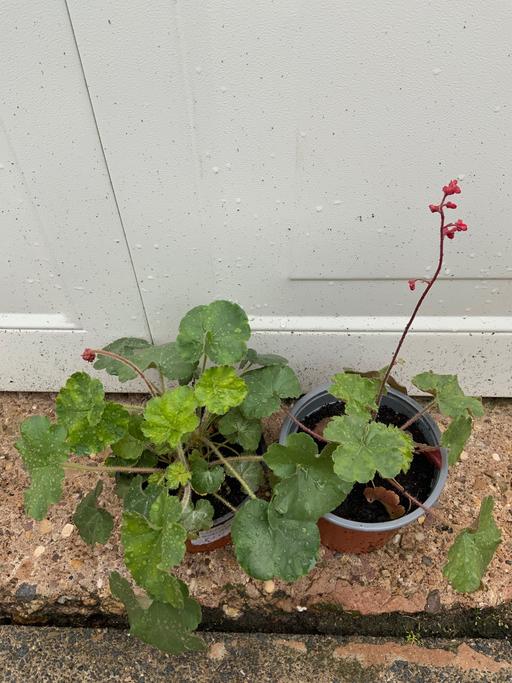 Buy & Sell West Midlands Birmingham - Photos for Heuchera Firefly