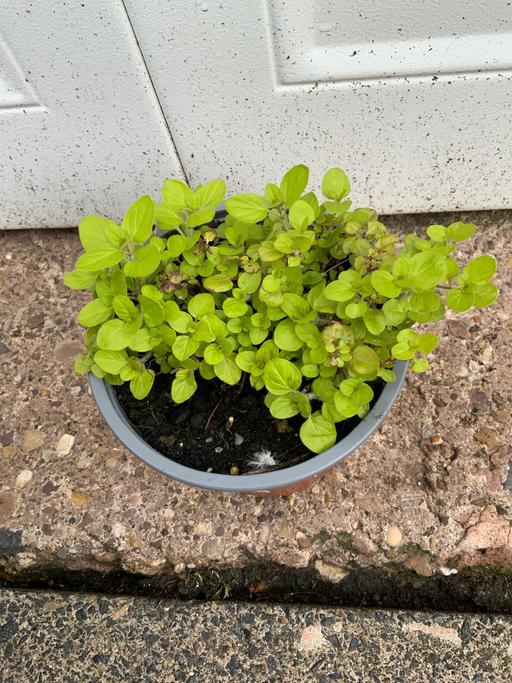 Buy & Sell West Midlands Birmingham - Photos for Herbs Oregano