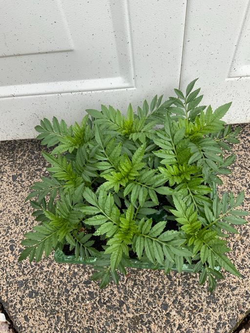 Buy & Sell West Midlands Birmingham - Photos for Bedding African Marigolds