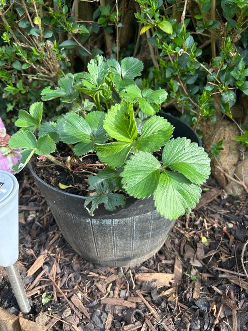 Buy & Sell North Northamptonshire Kettering - NN16 - Photos for Large strawberry plant in pot