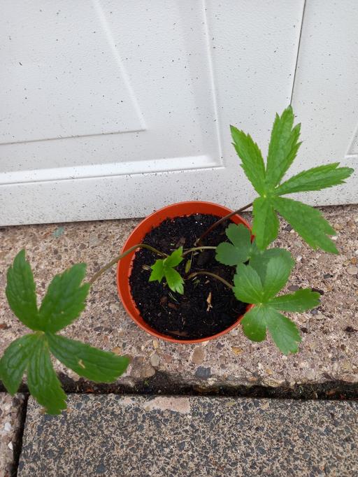 Buy & Sell West Midlands Birmingham - Photos for Perennial Astrantia Major