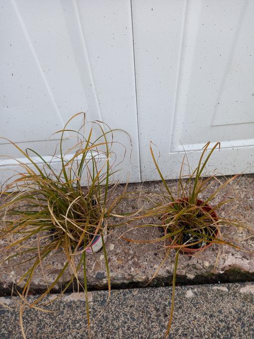 Buy & Sell West Midlands Birmingham - Photos for Grasses Carex