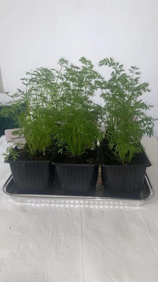 Buy & Sell West Midlands Wolverhampton - Photos for Carrot plants🥕