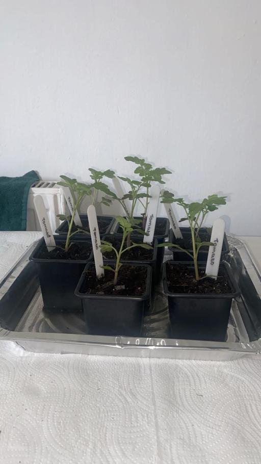 Buy & Sell West Midlands Wolverhampton - Photos for Tomato plants 🍅