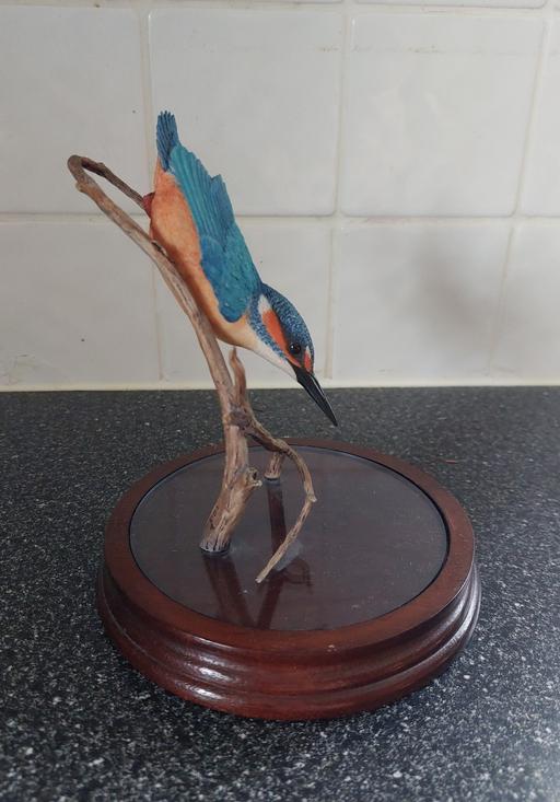 Buy & Sell Kent Thanet - Photos for KINGFISHER BIRD