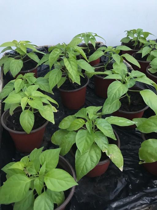 Buy & Sell East London South Quay - East London - Photos for Naga plants