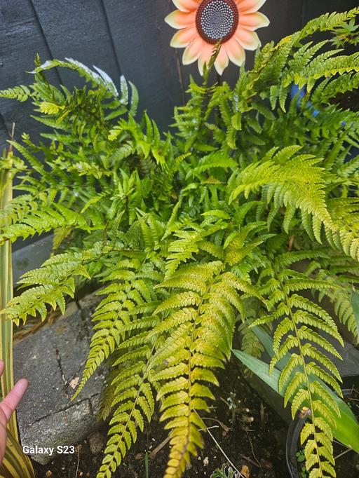 Buy & Sell East London Redbridge - Photos for outdoor evergreen plant