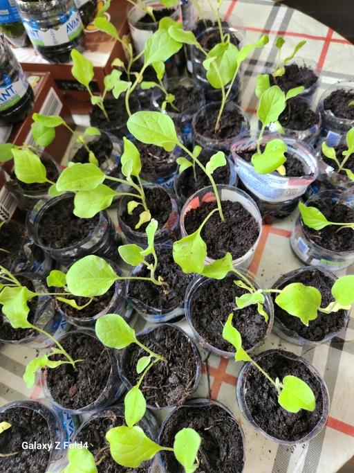 Buy & Sell East London Little Ilford - East London - Photos for Eggplant/Aubergine plant (বেগুন)