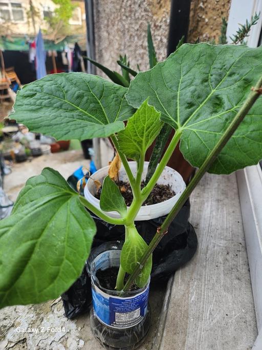 Buy & Sell East London Little Ilford - East London - Photos for Gourd Plant (লাউ)