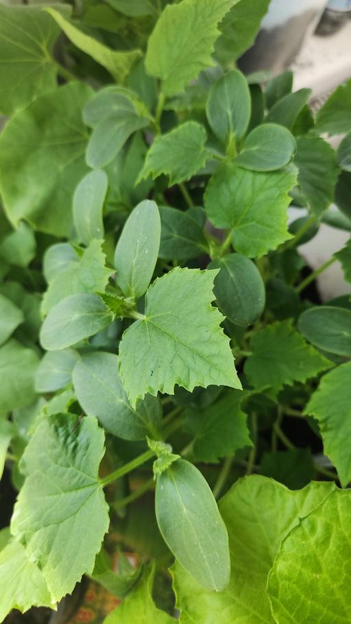 Buy & Sell East London Little Ilford - East London - Photos for Cucumber plant
