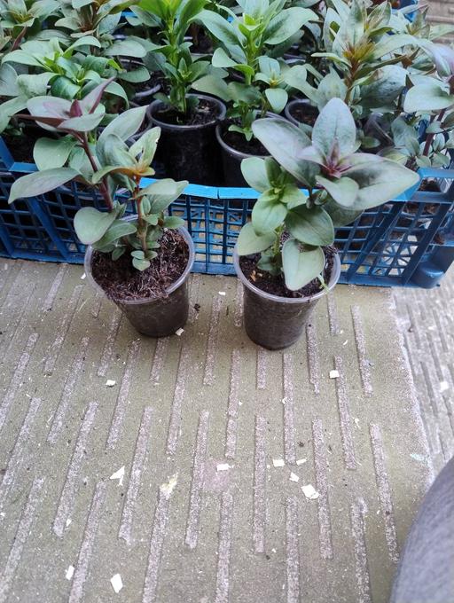 Buy & Sell West Midlands Sandwell - Photos for 💐🌹🥀 snapdragon plants 50p💐🌹🥀