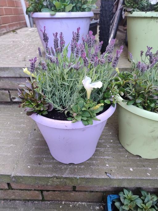 Buy & Sell West Midlands Sandwell - Photos for 🥀🌹💐 lavender flower pots £7💐🌹🥀