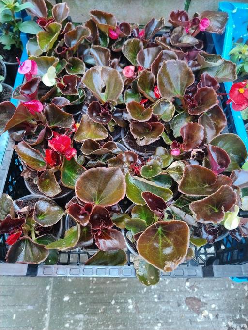 Buy & Sell West Midlands Sandwell - Photos for 🥀🌹💐 Begonia plants 50p🌹💐🥀