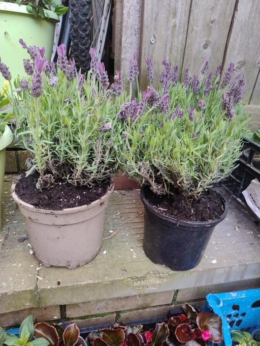 Buy & Sell West Midlands Sandwell - Photos for 🌿🌿🌿 lavender pots £2.50🌿🌿🌿