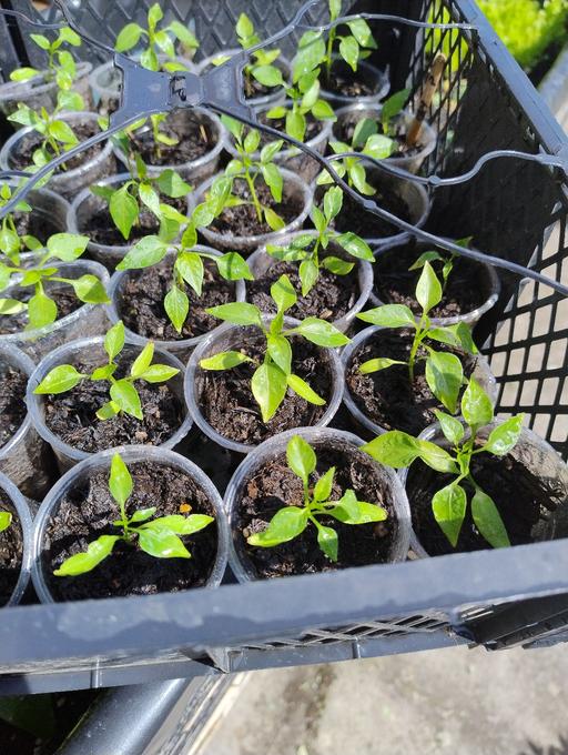 Buy & Sell West Midlands Sandwell - Photos for 🌶️🌶️🌶️ cayenne pepper £1🌶️🌶️🌶️