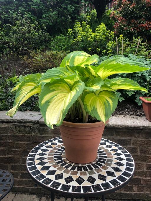 Buy & Sell Greater Manchester Oldham - Photos for Outdoor plant