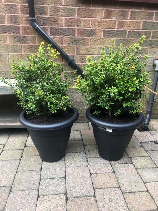 Buy & Sell Greater Manchester Oldham - Photos for Buxus outdoor plants x2