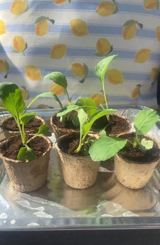 Buy & Sell West Midlands Wolverhampton - Photos for Cauliflower seedlings