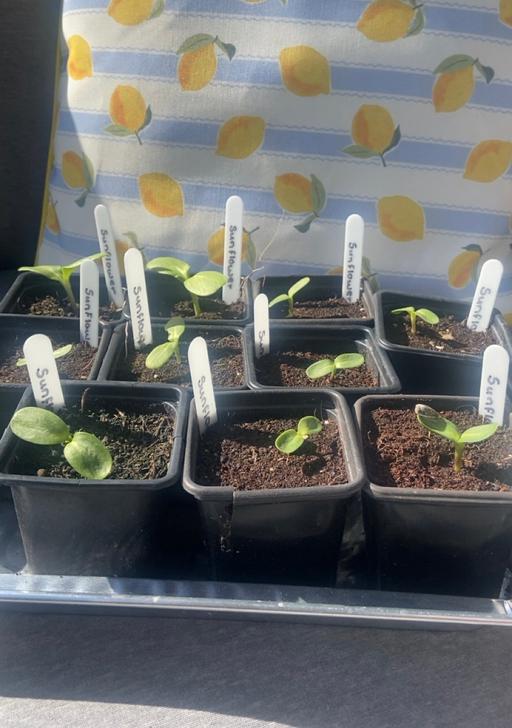 Buy & Sell West Midlands Wolverhampton - Photos for Sunflower seedlings🌻