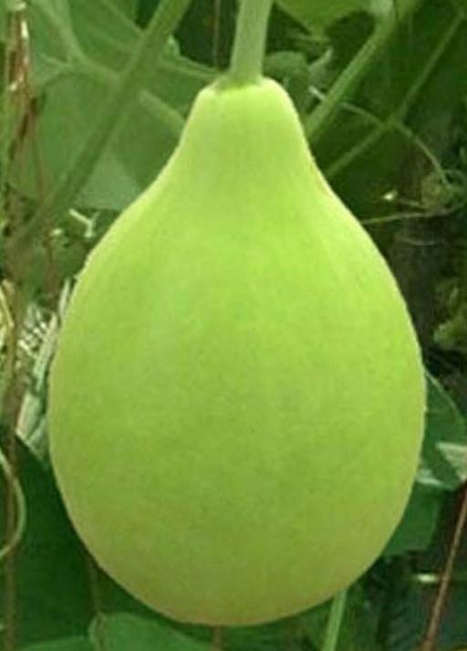 Buy & Sell East London Forest Gate - East London - Photos for Round bottle gourd plant