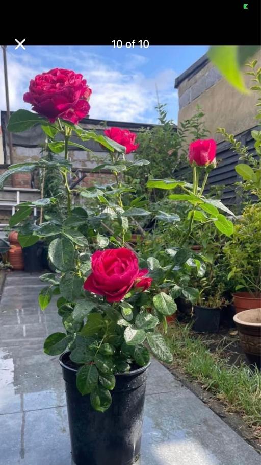 Buy & Sell East London Manor Park - East London - Photos for Fragrance rose 8 years establishing