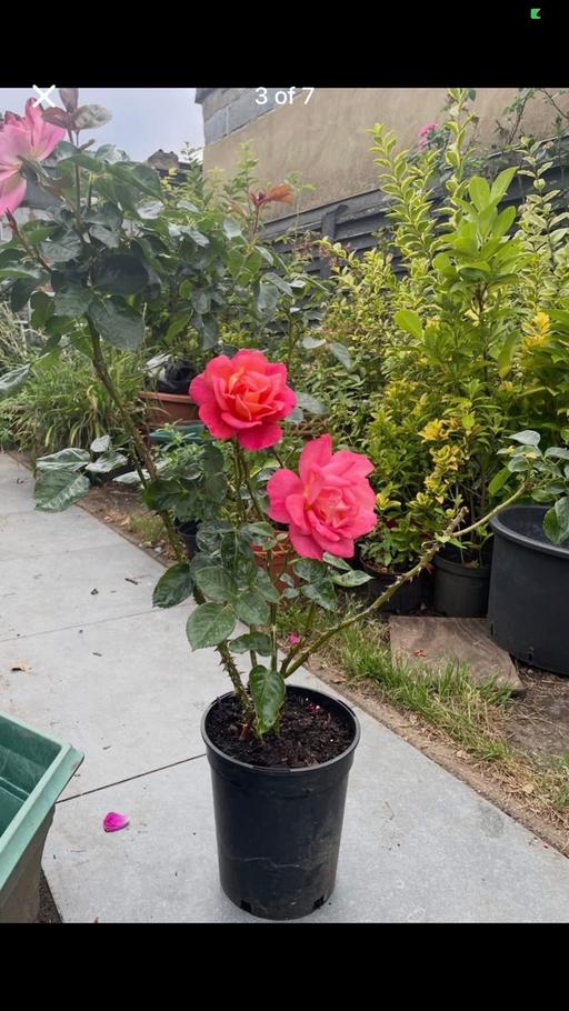Buy & Sell East London Manor Park - East London - Photos for Spicy orange bush rose