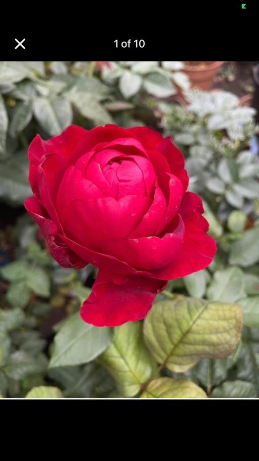 Buy & Sell East London Manor Park - East London - Photos for Sweet fragrance rose plant