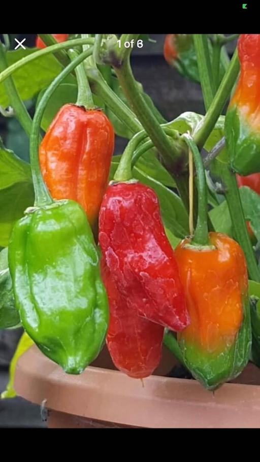 Buy & Sell East London Forest Gate - East London - Photos for Extra hot Naga plant