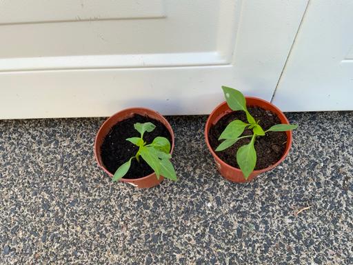 Buy & Sell West Midlands Birmingham - Photos for Vegetables Chilli Peppers