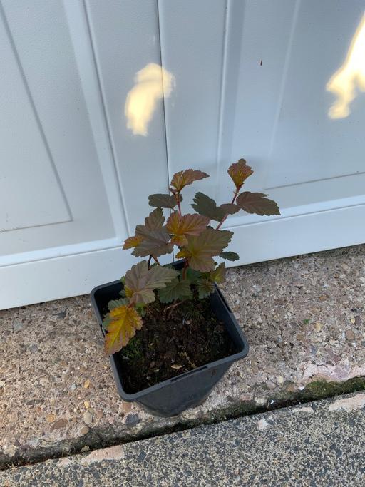 Buy & Sell West Midlands Birmingham - Photos for Shrub Physocarpuus