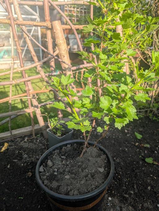 Buy & Sell West Midlands Dudley - Photos for red gooseberry plant