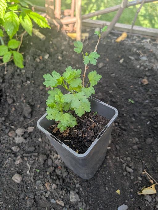 Buy & Sell West Midlands Dudley - Photos for small red Gooseberry plant