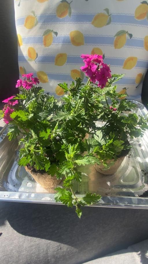 Buy & Sell West Midlands Wolverhampton - Photos for Trailing verbena plant