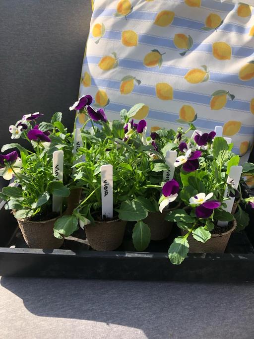 Buy & Sell West Midlands Wolverhampton - Photos for Viola plants