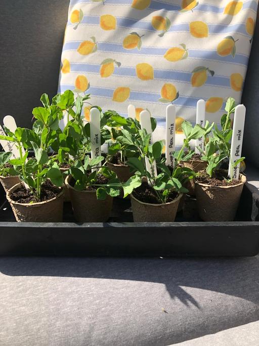 Buy & Sell West Midlands Wolverhampton - Photos for Sweet pea plants