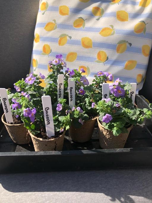 Buy & Sell West Midlands Wolverhampton - Photos for Bacopa plants