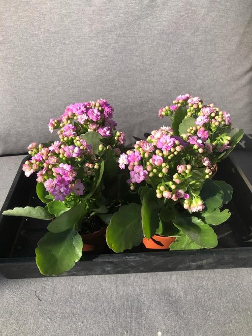 Buy & Sell West Midlands Wolverhampton - Photos for Kalanchoe plants