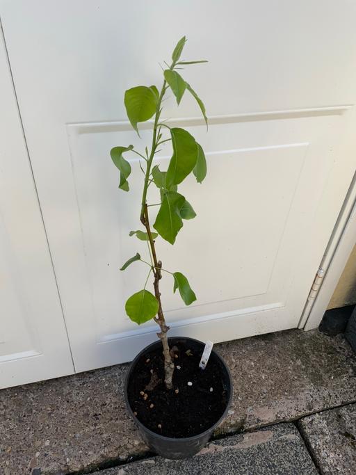 Buy & Sell West Midlands Birmingham - Photos for Fruit Patio Pear Tree