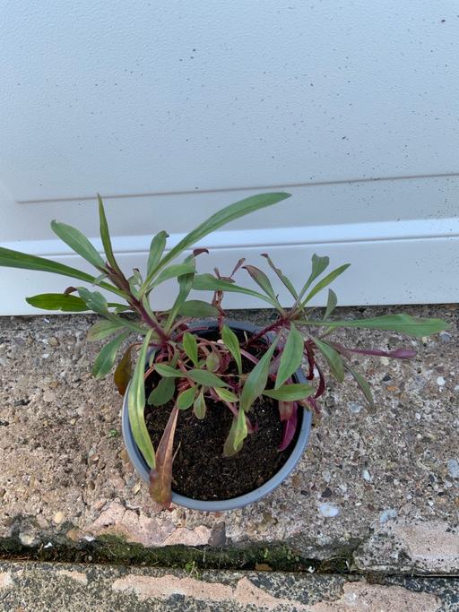 Buy & Sell West Midlands Birmingham - Photos for Penstemon Twizzler