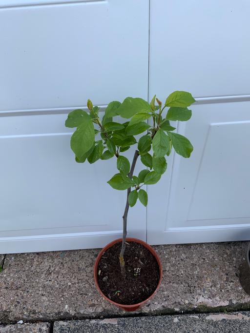 Buy & Sell West Midlands Birmingham - Photos for Plum fruit Tree