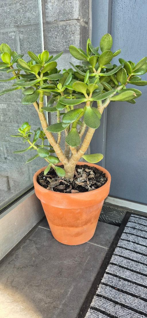 Buy & Sell East London Limehouse - East London - Photos for Money plant