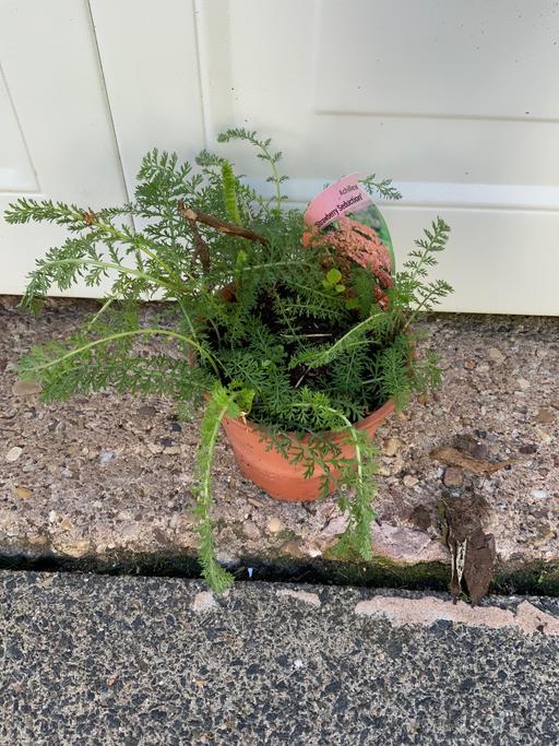 Buy & Sell West Midlands Birmingham - Photos for Perennial Achillea