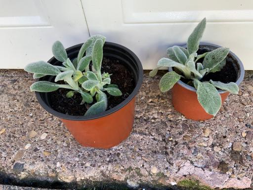 Buy & Sell West Midlands Birmingham - Photos for Perennial Lambs Ears