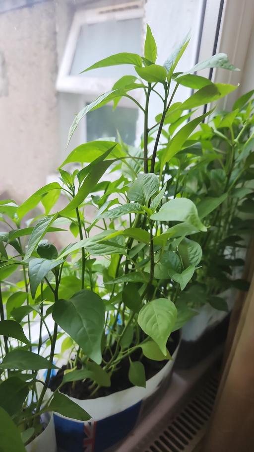 Buy & Sell East London Manor Park - East London - Photos for Chilli plants (মরিচ)