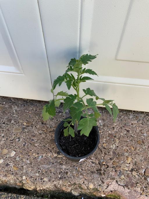 Buy & Sell West Midlands Birmingham - Photos for Vegetables Tomato Money maker