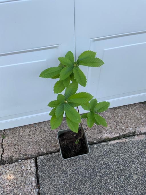 Buy & Sell West Midlands Birmingham - Photos for Sweet Chestnut tree