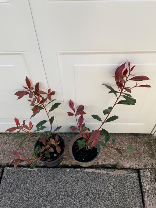 Buy & Sell West Midlands Birmingham - Photos for Shrubs Red Robin