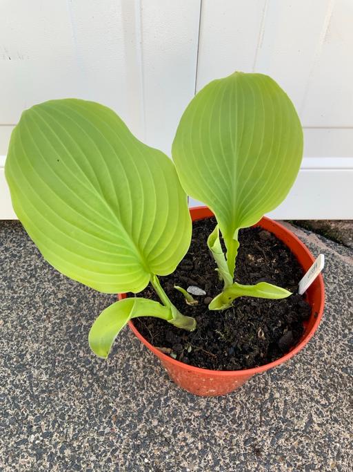 Buy & Sell West Midlands Birmingham - Photos for Hosta Tortilla Chips
