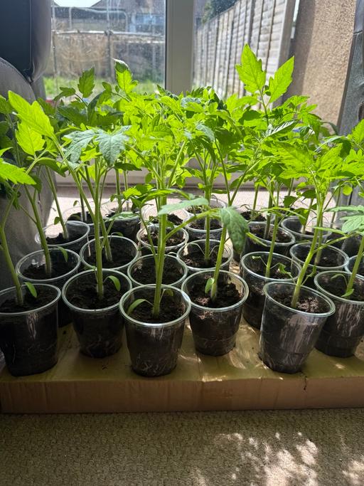 Buy & Sell North London Enfield - Photos for Tomato plant