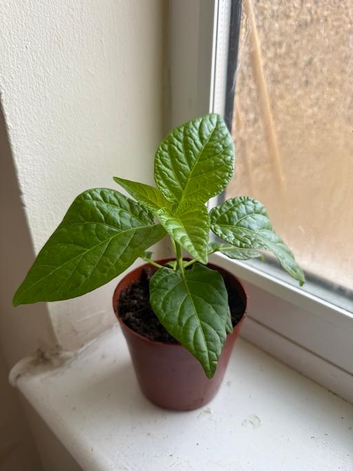Buy & Sell North London Enfield - Photos for Scotch bonnet plant (African Naga)